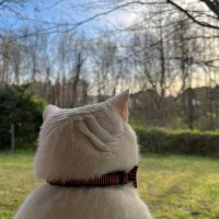 حمزۃ (@_phantam_) 's Twitter Profile