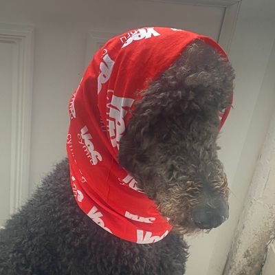 Pets have a right to be heard. We demand #indywales #annibyniaeth NOW. Send your Indy pets photos to KenRV.Yes.Cymru@gmail.com
Please follow / follow back.