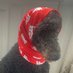 Pets for Indy Wales (@petsforyescymru) Twitter profile photo Pets for Indy Wales (@petsforyescymru) Twitter profile photo