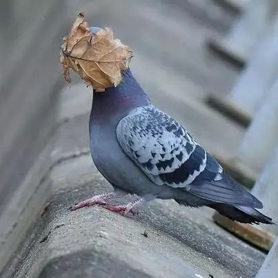 frjngeyluke's profile picture. @lankysluke