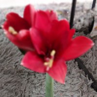 אופטימיות זהירה (@optimit2345) 's Twitter Profile