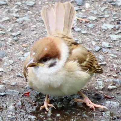 気付けば人の居ない所で寛ぐ→鳥を見る→鳥を撮る(ピンぼけいっぱい(°▽°)) 秋田犬保存会さんのくろべえ&銀ちゃんが大好き♡#秋田プリン部(毎月20日)どうぞ宜しくお願いします(๑˃̵ᴗ˂̵) ✉️🙅‍♀️DMは使わないです。返信もしないです🙇‍♀️