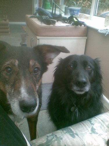 the two lovely dogs in my life. Practice nurse. Passion for respiratory