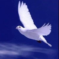Onwunara Anthony C (@conwunara79593) 's Twitter Profile