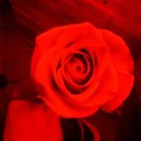 single Irapuato (@edgar12122_) 's Twitter Profile