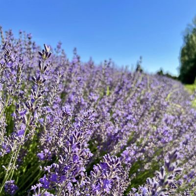 secretdecirco's profile picture. secrétaire vnr pour l'école de l'inconscience - méchante féministe intersectionnelle - passion excel - elle/she