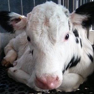 Uria7499's profile picture. סודה זה משקה האלים, ומרמייט יותר טוב מסחוג