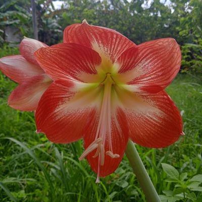 bettyfer1562's profile picture. T.S.U Administración de Empresas Turísticas