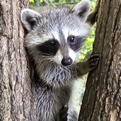 Huge Soundgarden and Chris Cornell fan. Raccoons love me.