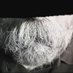 WalrusMustache.bsky.social (@ir_port) Twitter profile photo WalrusMustache.bsky.social (@ir_port) Twitter profile photo