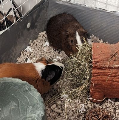 RoguePanOG's profile picture. 