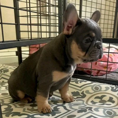 I'm a breeder of french bulldogs