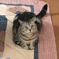 タケボー (@takebo_c) 's Twitter Profile