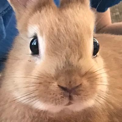 生牧草のオーツヘイを販売しています🐰 下記webにアクセス💫メルカリ「名前:かわいいうさぎ」、paypayフリマ、楽天フリマ、直接ご連絡も🆗