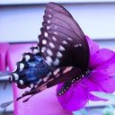 Kathi Moss - @kmdeland - Twitter