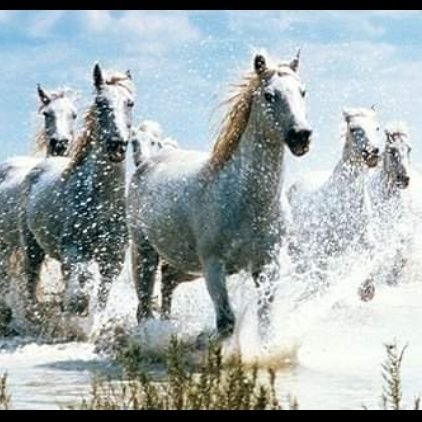 suleyman_bayram's profile picture. borsa benim hobimDİR...