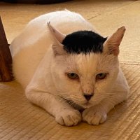 猫好き和菓子屋「櫻園」さくらえん(@sakuraneko2222) 's Twitter Profileg