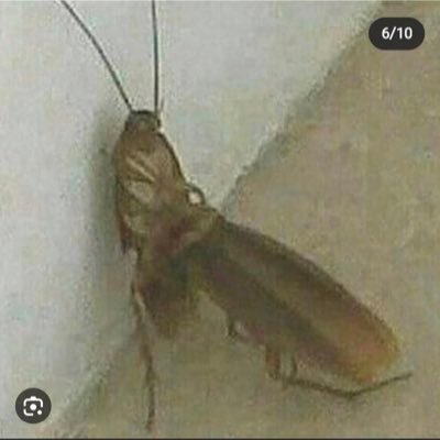 _RAIDME's profile picture. 🪳