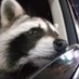 raccoon (@raccoonellie) Twitter profile photo raccoon (@raccoonellie) Twitter profile photo