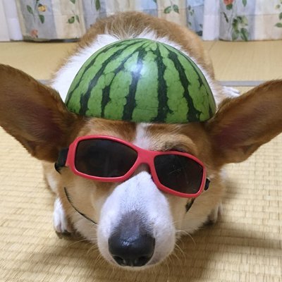 brockmelone Profile Picture