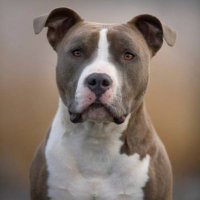 Staffie Community(@WeLove_Staffie) 's Twitter Profile Photo