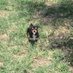 euthanasiaAINThumane (@exposedogkiller) Twitter profile photo