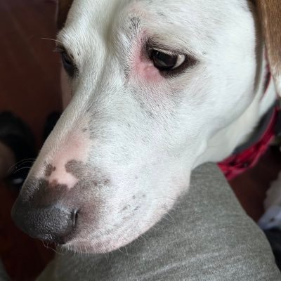 MikeHunt69bang's profile picture. #VOTEBLUE https://t.co/SHktyhdV0R…