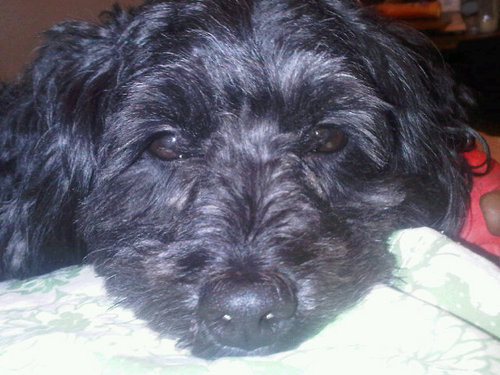 amschmi's profile picture. 