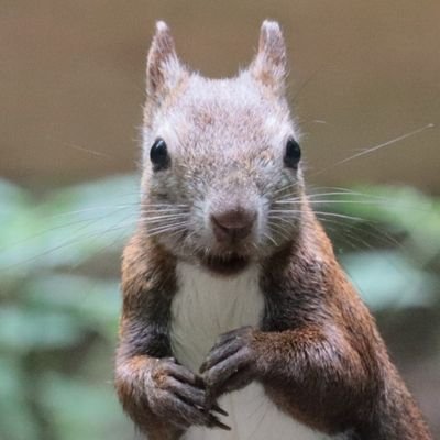 人生の大半は北海道で過ごしました。公園で季節の花や鳥を見たりするのが好きです。ときどき動物園でリスの写真撮って楽しんでます。