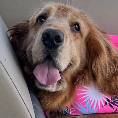 John_Bastian's profile picture. Es el perro de Messi #GoPats