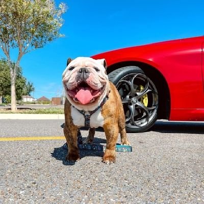 Bulldogfanclubb Profile Picture