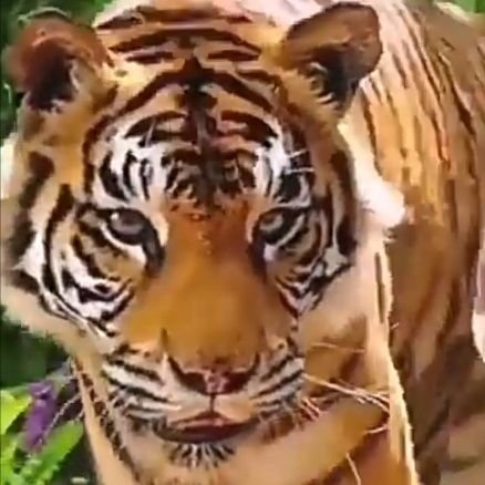 terong446's profile picture. 664485