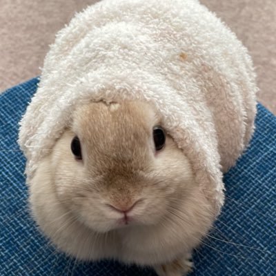 アカウント凍結で改めて作りました🙏SixTONESきょもほく担6人は最高うさぎ🐰飼っています二代目きなこです女子プロレス団体スターダムを応援📣しています50代のオバチャンですが相手にして下さい