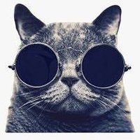 CoolCat (@coolcat_2023) 's Twitter Profile Photo