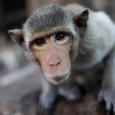 Primate510's profile picture. Primate’s Official Twitter account GT: Primate 🇨🇴 🇺🇸