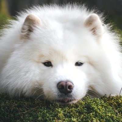 AmoledDynamic's profile picture. blab bleeb bloob