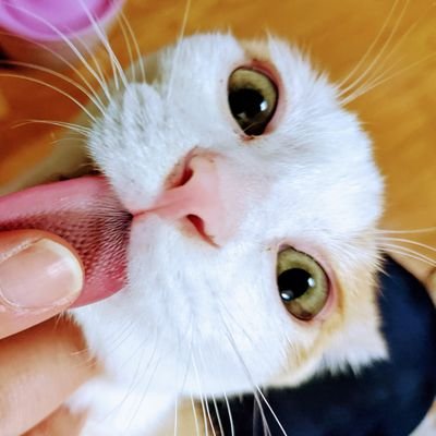 Ryou_DZ_F4R's profile picture. ひっしな人。