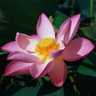 RaviPache138786's profile picture. 