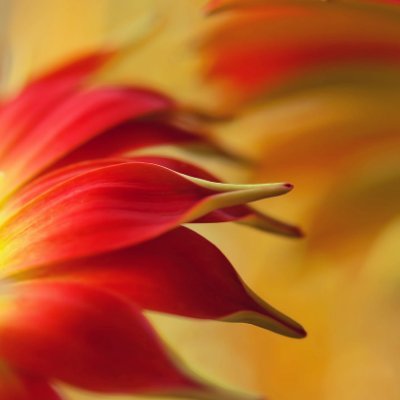 Who .. me? Macro? I just keep trying. All photos are mine except for retweets 😊