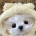 Cheezee가든 (@aromwmoans54s5w) Twitter profile photo Cheezee가든 (@aromwmoans54s5w) Twitter profile photo