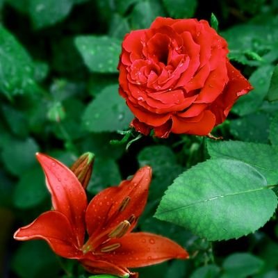 Flowさんのプロフィール画像