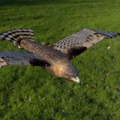 Robobeeeater's profile picture. ornithopter,Bionic Birds,Bionic Robot Designer(Factory)
conquerdoll@hotmail.com