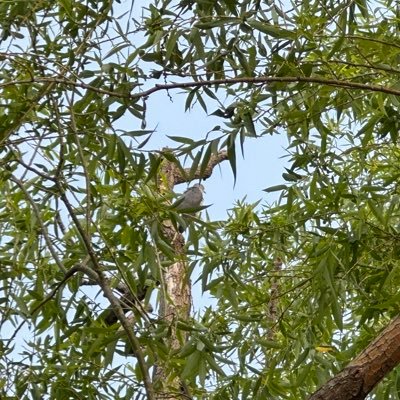 Sumuyu001128's profile picture. 