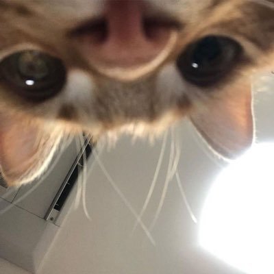 v4rsx's profile picture. 