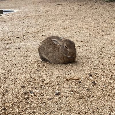 k_Irving11's profile picture. 