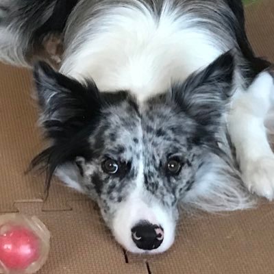 BorderCollie “Sarah”