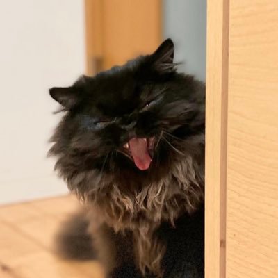 nonnon704's profile picture. 2022/8に子猫をお迎えしました🐈‍⬛ エキゾ顔ではありませんが、エキゾチックショートヘアです🐈‍⬛ ツノ2本😈無言フォロー🙏 いいね👍RTありがとうございます🥰DM返信致しかねますので、あしからずご容赦ください💦 写真無断転載🈲＃ちるがいる幸せ