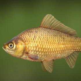 muzi_kay's profile picture. bul