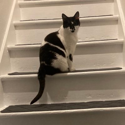 LoveTails25's profile picture. Mum and servant to a Cockapoo, a one eyed Rommie rescue and rescue cats, Bella and disabled Wobbly. Also Bobbers the Musk.