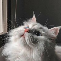 🌻 (@fecklkn) Twitter profile photo